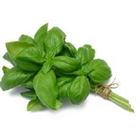 Picture of BASIL 