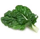 Picture of SPINACH SILVERBEET