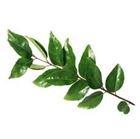 Picture of CURRY LEAVES PACK 10G