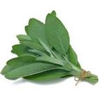 Picture of HERBS SAGE