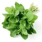 Picture of MINT 