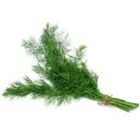 Picture of  DILL