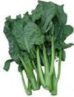 Picture of BROCCOLI CHINESE BUNCH
